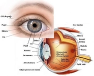 Göz Korneası Nedir?